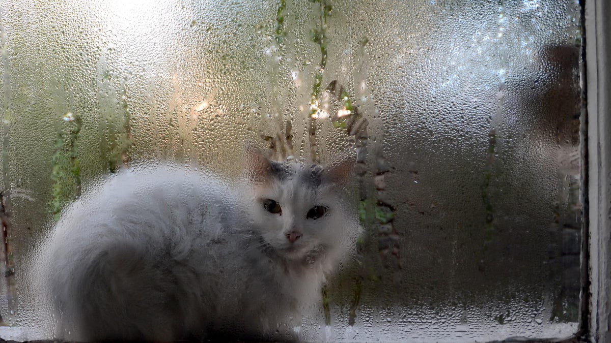 A cat looks through a window with condensation