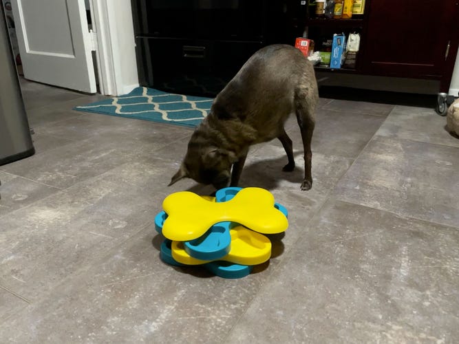 dog-toys-2.png
