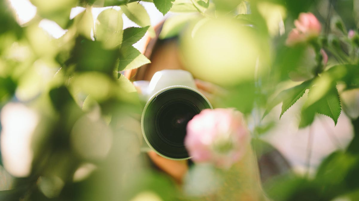 A hidden camera in the leaves.