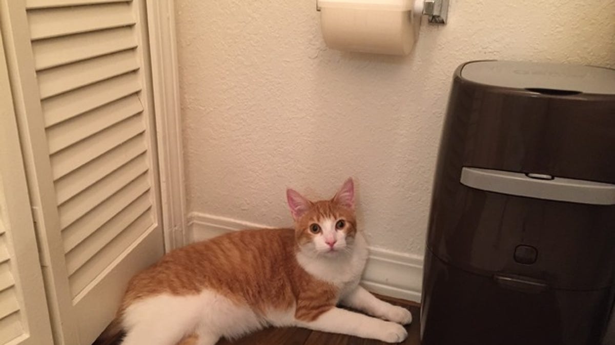 Toilet-paper guard with cat