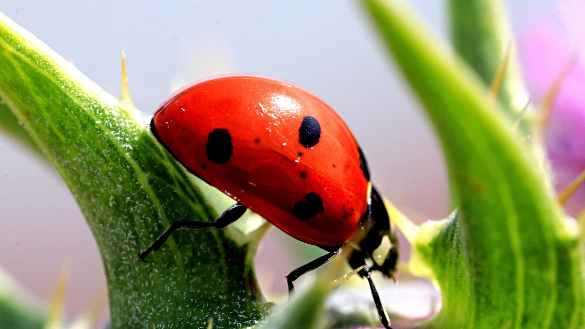 ladybugswarm