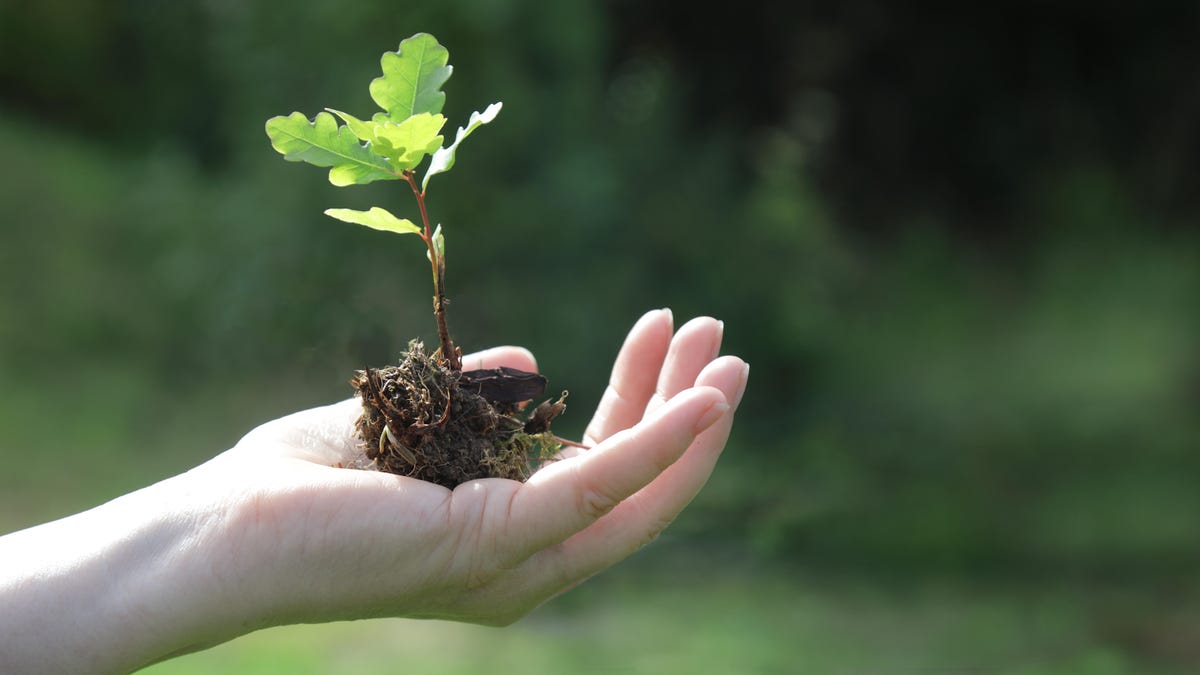 A plant and its soil-covered roots cupped in the palm of an outstretched hand