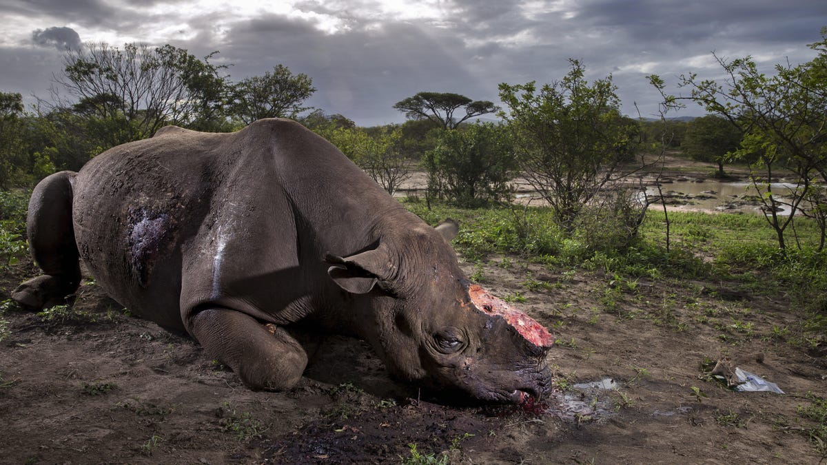 memorial-to-a-species-c-brent-stirton-wildlife-photographer-of-the-year