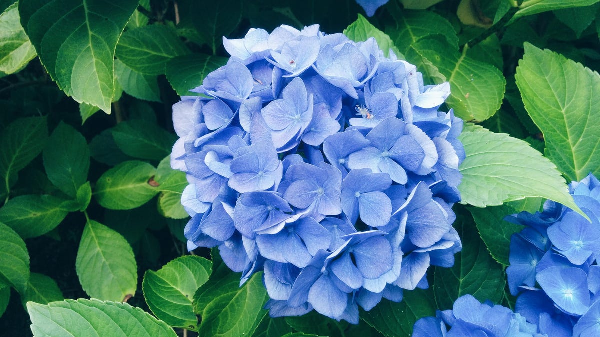 High Angle View Of Blue Hydrangea Flowers Blooming At Park
