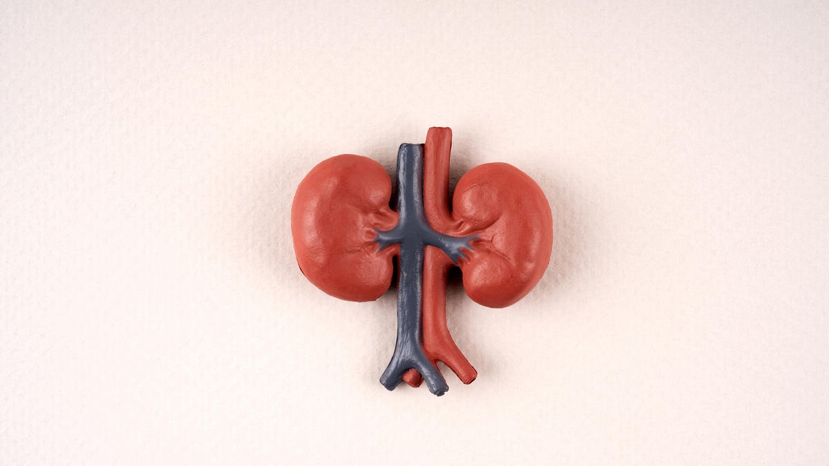 A 3D model of the kidneys and blood vessels over a pink background