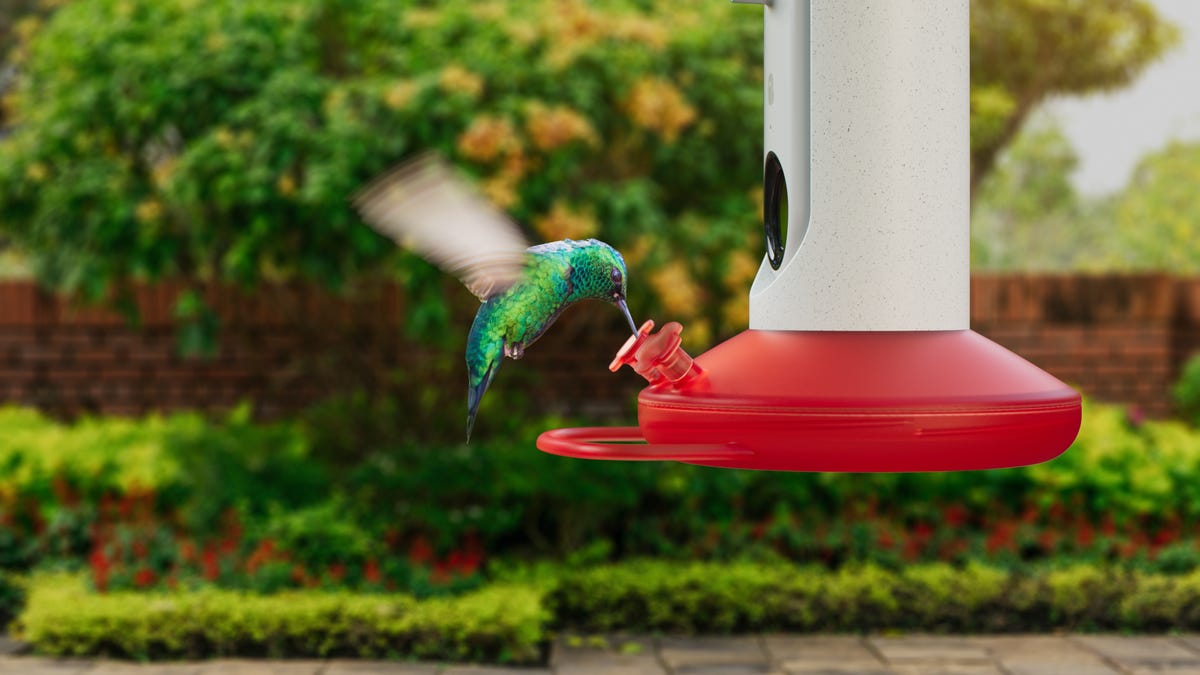 Bird Buddy hummingbird feeder with a hummingbird.