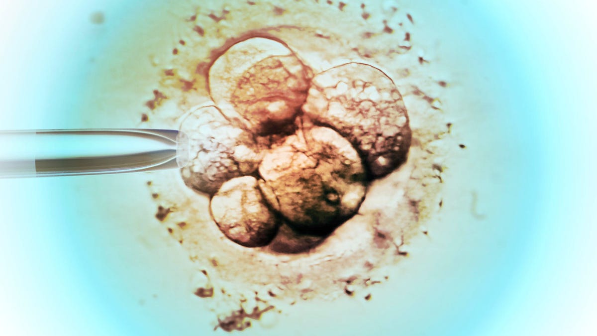 Embryo selection for IVF light micrograph