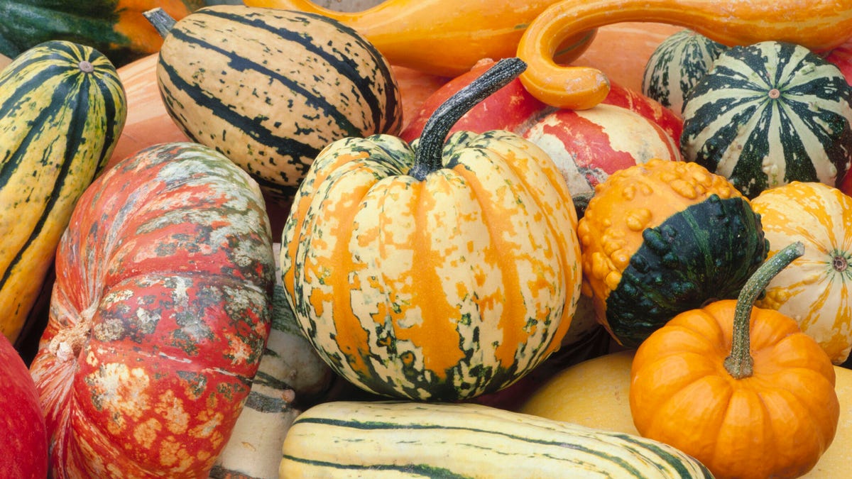 various varieties of squash, including pumpkins, in a pile