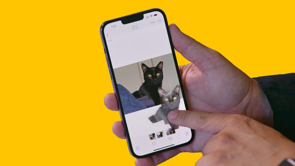 A photo of a cat on an iPhone