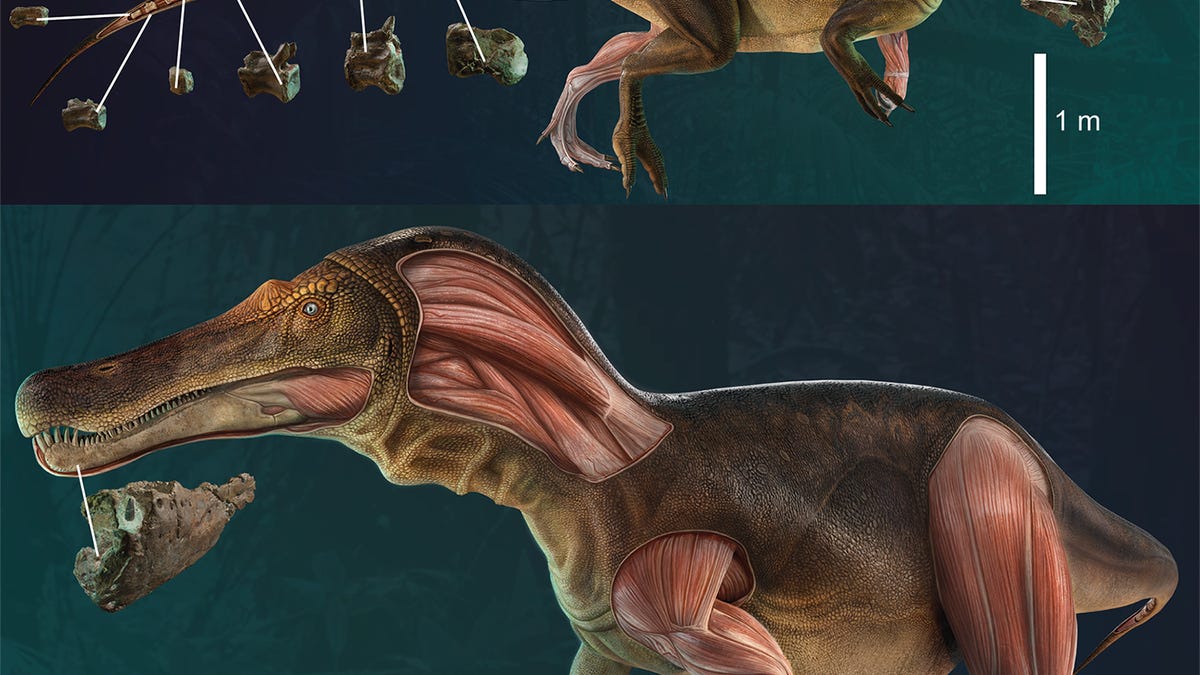 Dinosaur Spinosaurus