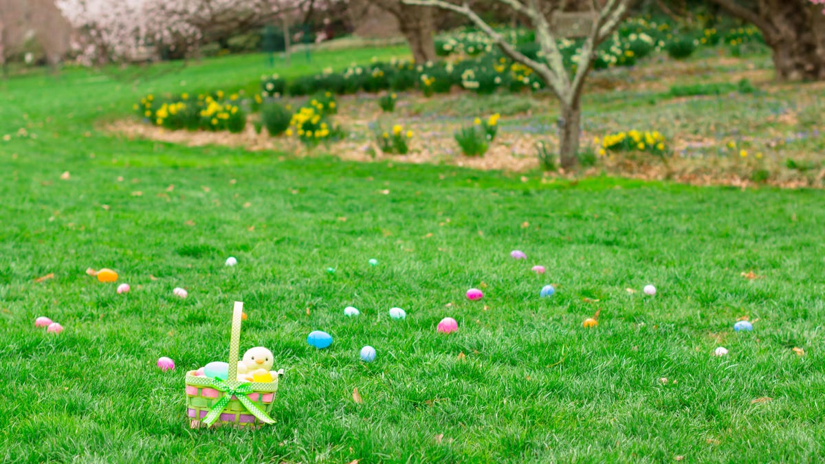 a large green grass lawn has plastic easter eggs scattered all around. there is an Easter backed with a yellow chicken in the lower left corner and a landscaped area with flowers and trees in the upper right corner.