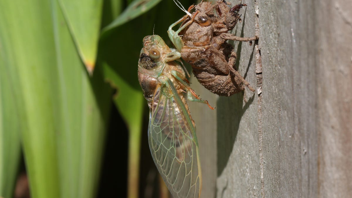 Cicada emerging from its shell.