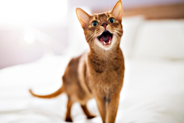 cat standing on a bed with its mouth open
