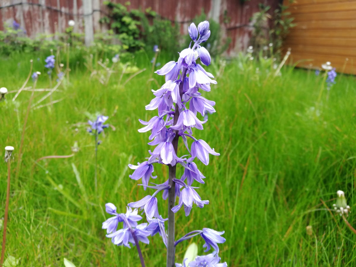 huawei-honor-8-pro-camera-bluebells.jpg