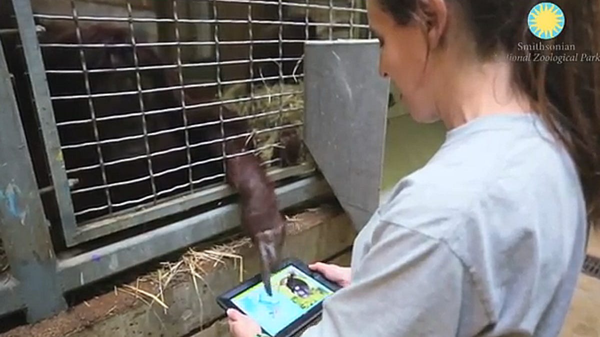 An orangutan monkeys around with the iPad.