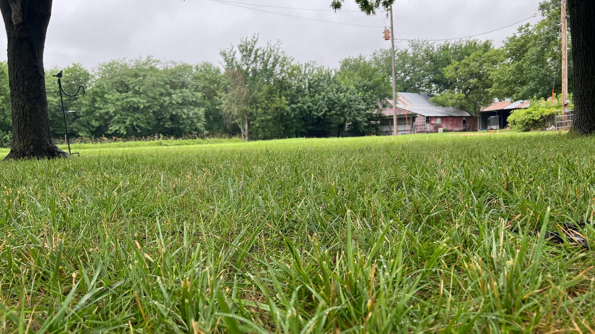 Photo of grass at ground level with a barn in the distant background.
