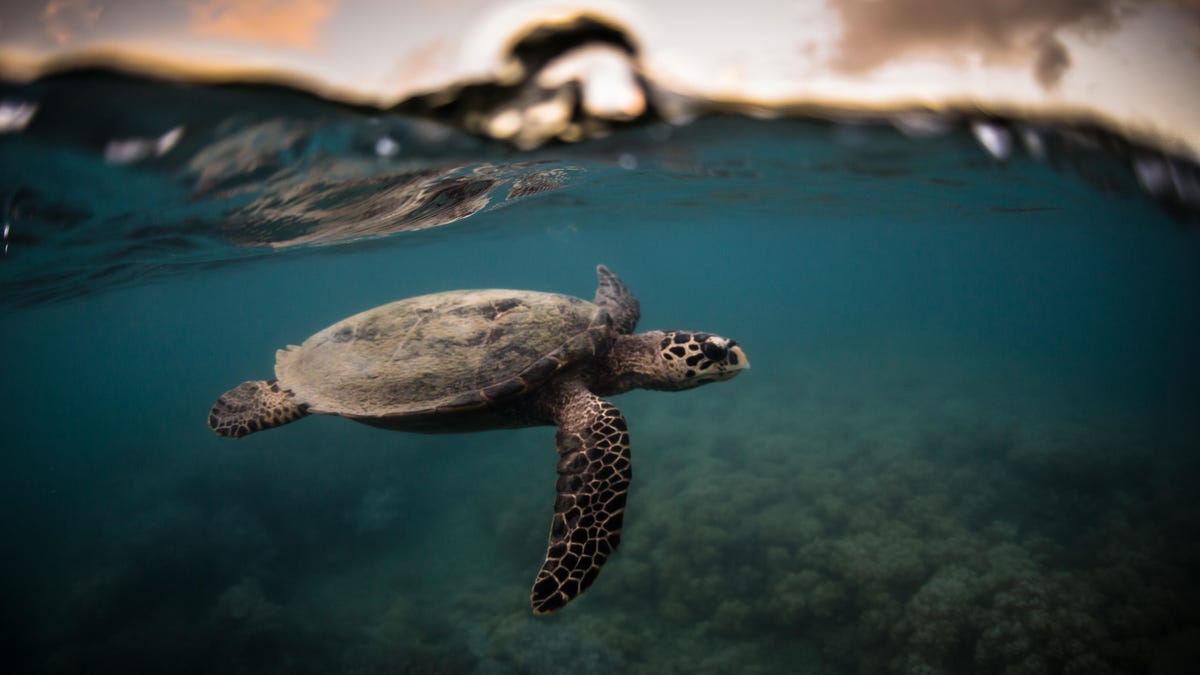 turtle swimming in ocean surrounded by trash