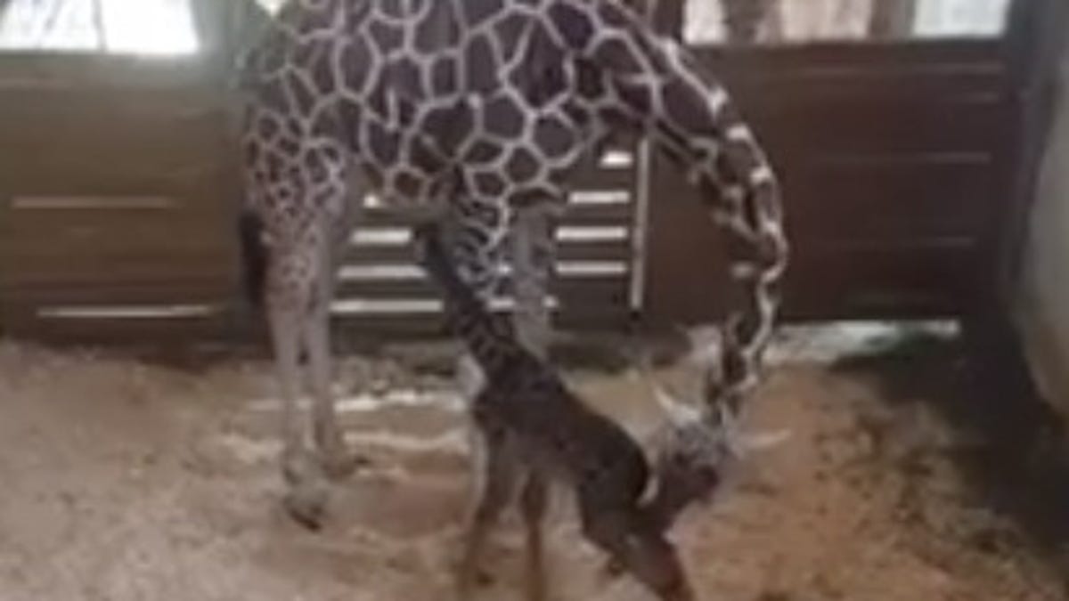 babygiraffe.jpg