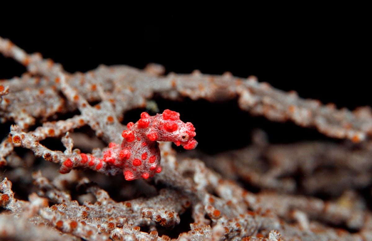 Hippocampus bargibanti