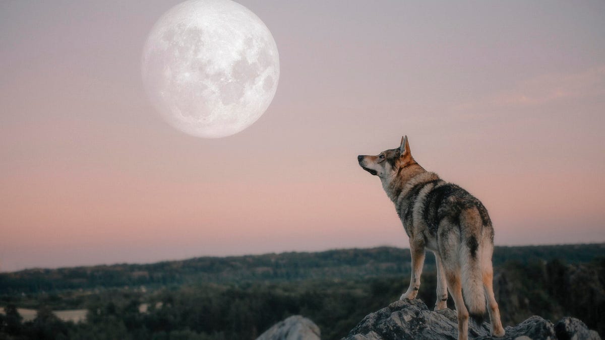 gettyimages-2164678437-1