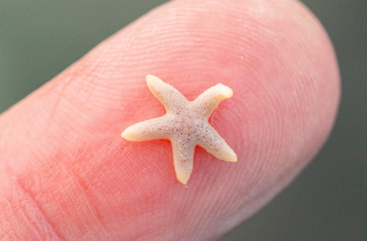 A tiny baby sea star, Dwarf mottled Henricia (Henricia pumila), seems to wave from its perch on my fingertip.