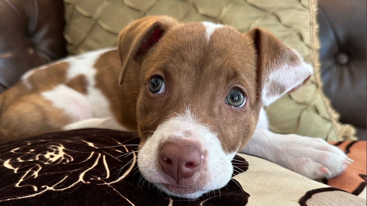 A brown and white dog resting on a pillow