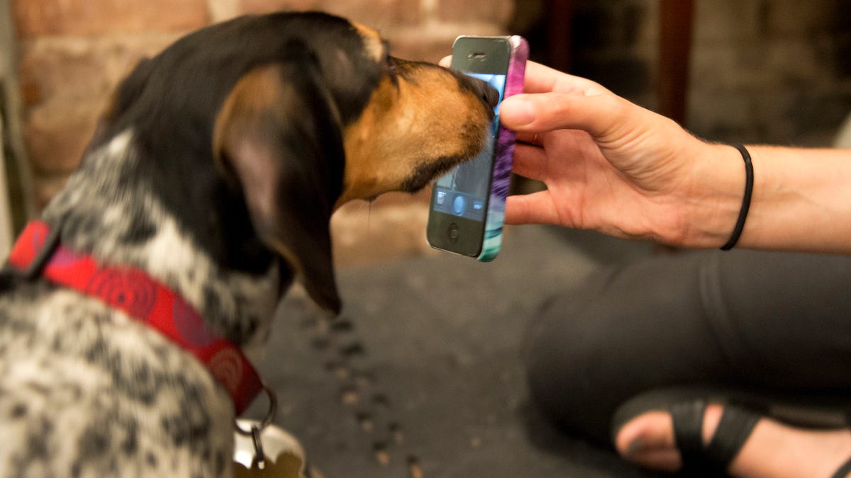 Dog using iPhone