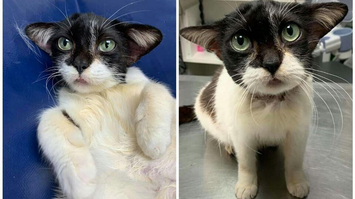 babyyodacathumanesociety