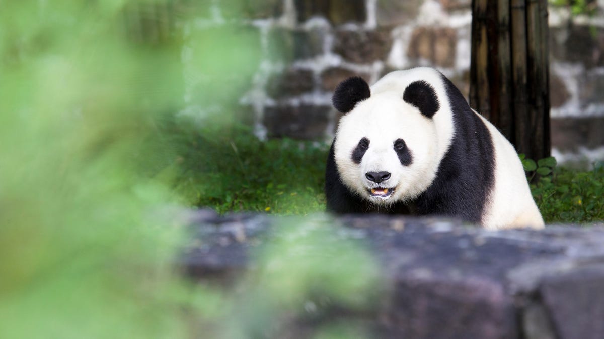 Giant panda in captivity