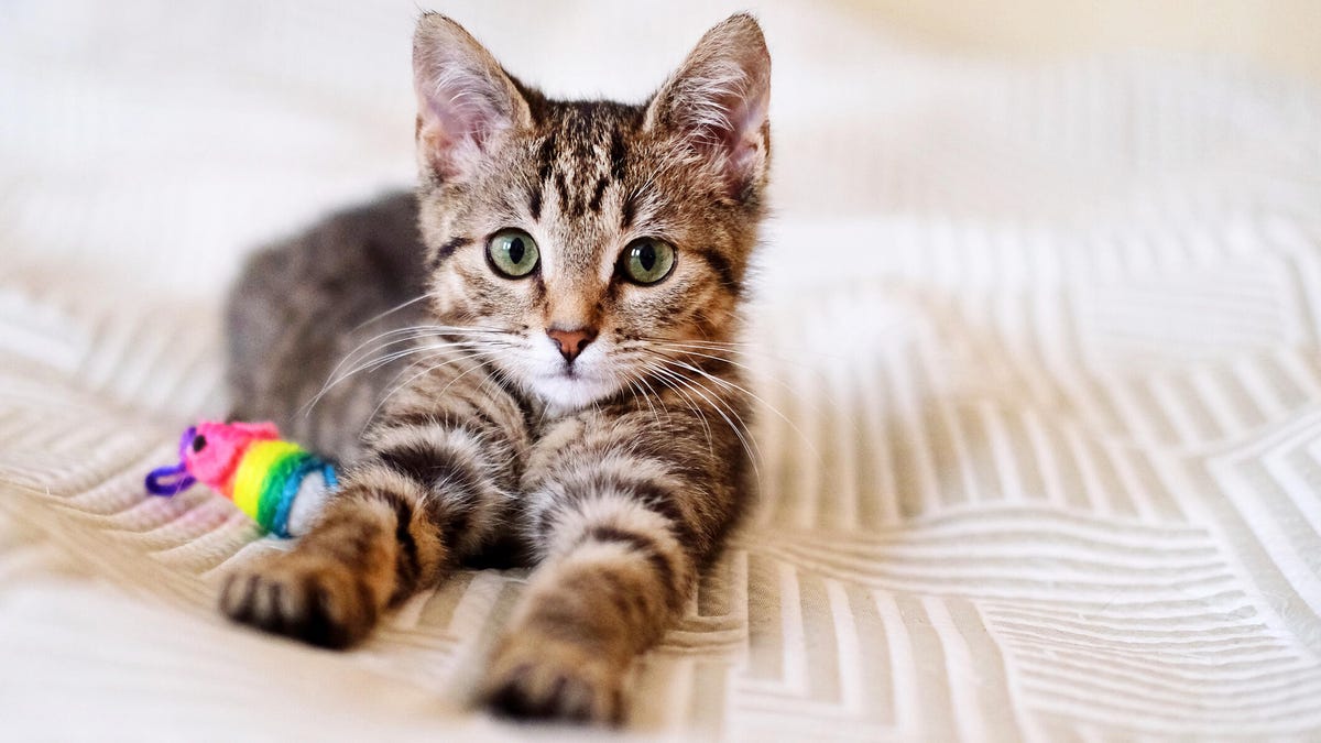 A beautiful smooth-haired tabby kitten lies on the sofa with a toy close-up and looks into the camera